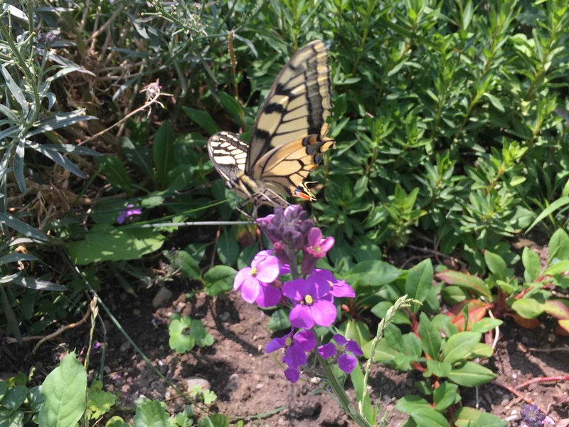 Insekten wie Schmetterlinge kommen auf einem ökologisch bewirtschafteten Rasen häufiger und in größerer Vielfalt vor.
Ferien für den Rasenmäher
