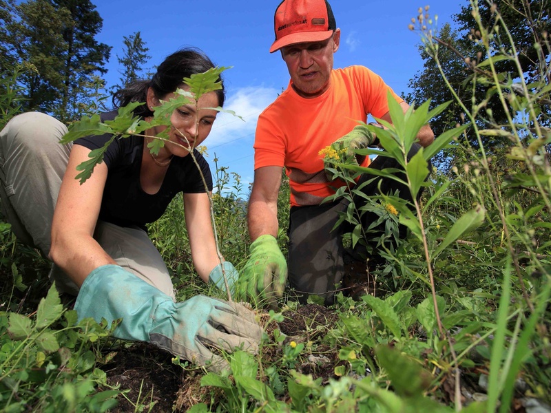 Etwas tun für Natur und Klima: zum Beispiel invasive Pflanzen ausreissen und einheimische Bäume pflanzen. Foto: Klimafonds Krobath